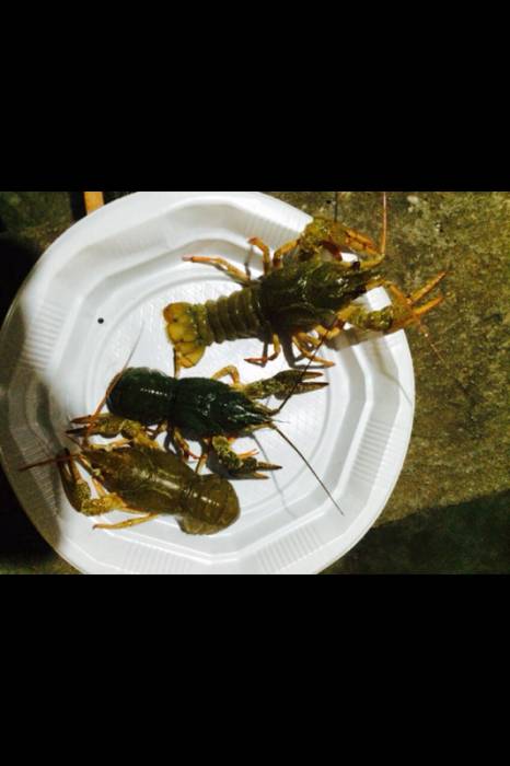 Куплю живых раков, фотография 1