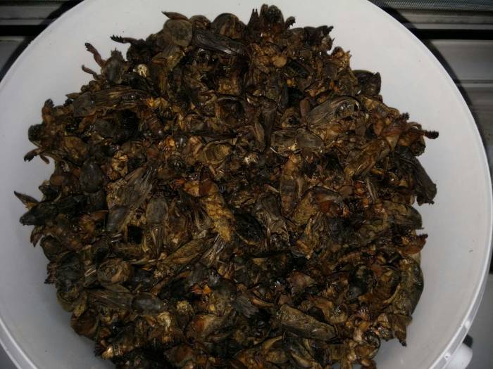 Медведка речная, фотография 1