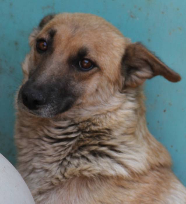 Замечательная собачка в добрые руки, фотография 1