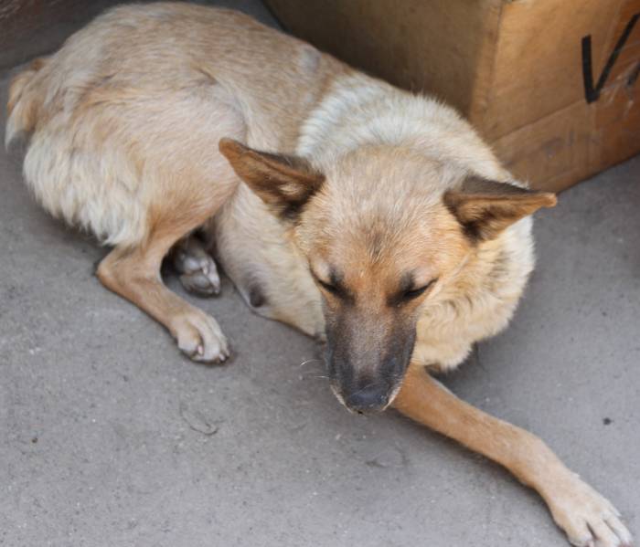 Замечательная собачка в добрые руки, фотография 2