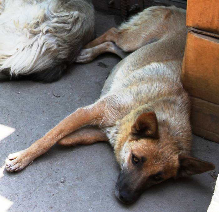 Замечательная собачка в добрые руки, фотография 3