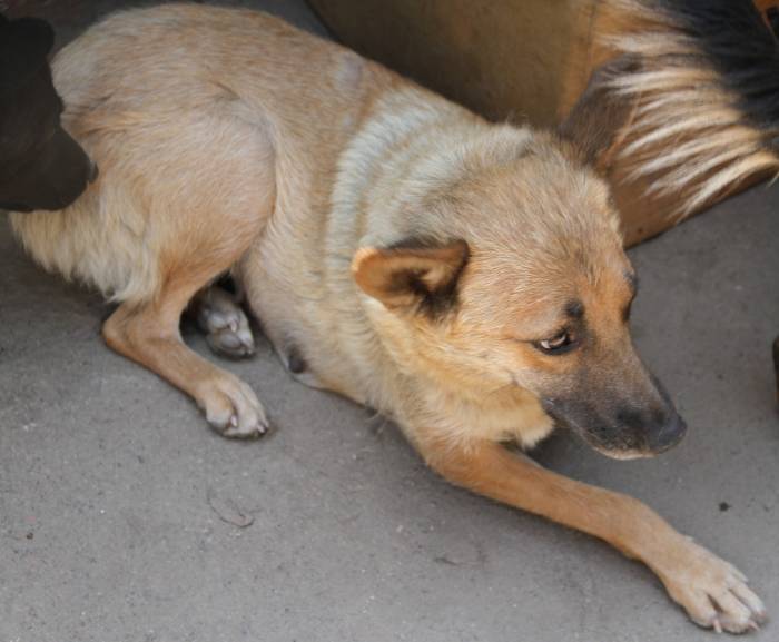 Замечательная собачка в добрые руки, фотография 4