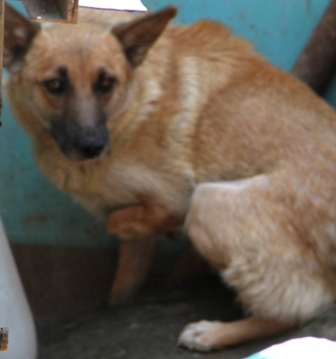 Замечательная собачка в добрые руки, фотография 5