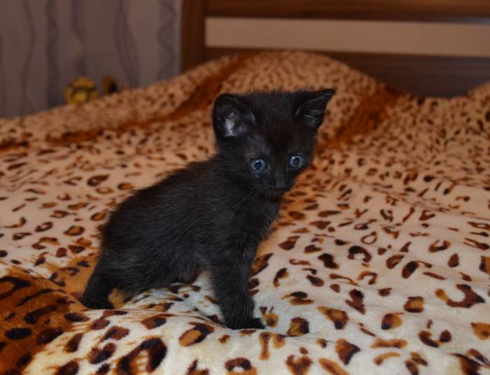 Дарю котят, фотография 1