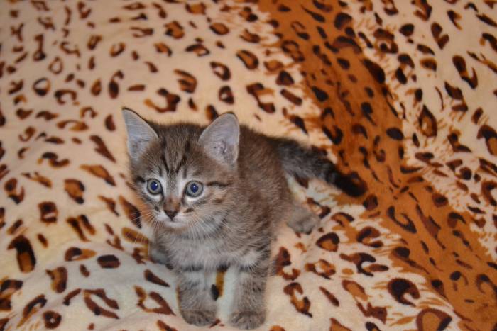 Дарю котят, фотография 2