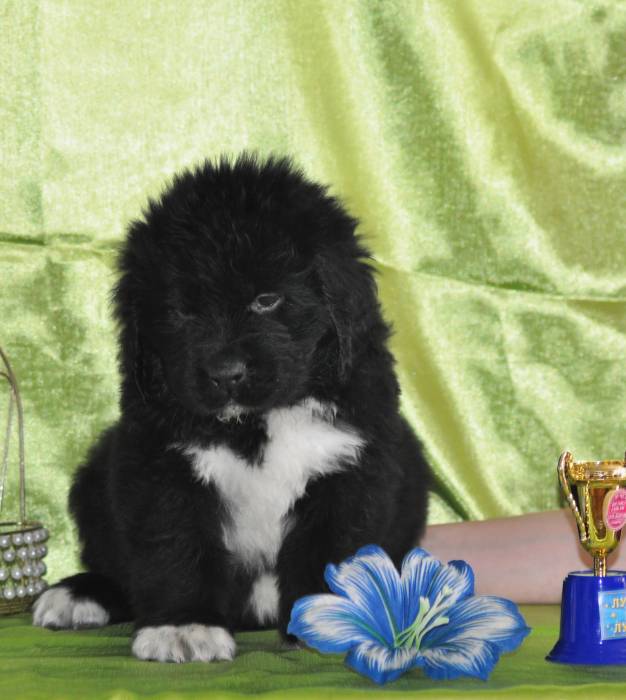 Ньюфаундленда щенки, фотография 1