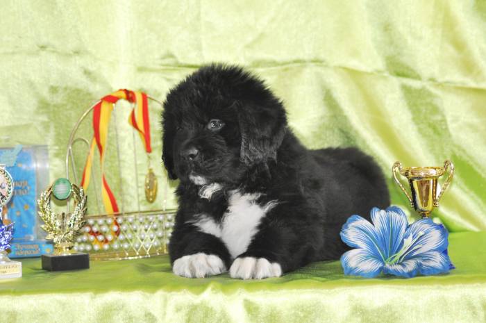 Ньюфаундленда щенки, фотография 2