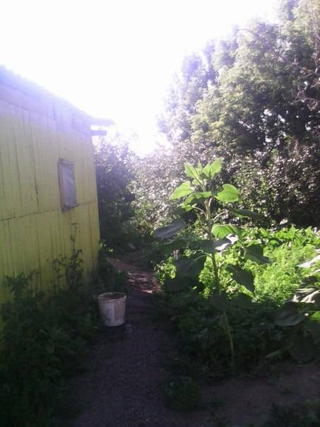 Срочно продам дачу в Астане, фотография 1