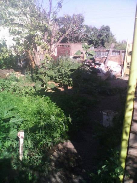 Срочно продам дачу в Астане, фотография 2