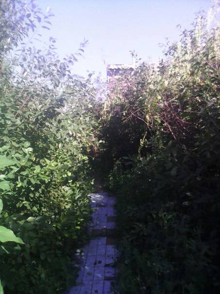 Срочно продам дачу в Астане, фотография 6