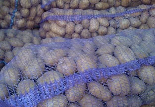 Картофель оптом от производителя от 40 тг./кг, фотография 1