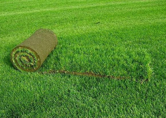 Газоны и озеленение в Алматы., фотография 2