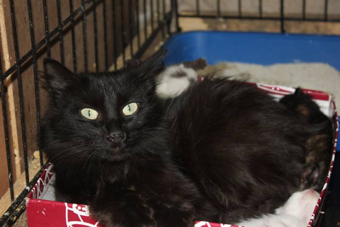 Красавица кошечка в надежные руки!, фотография 1