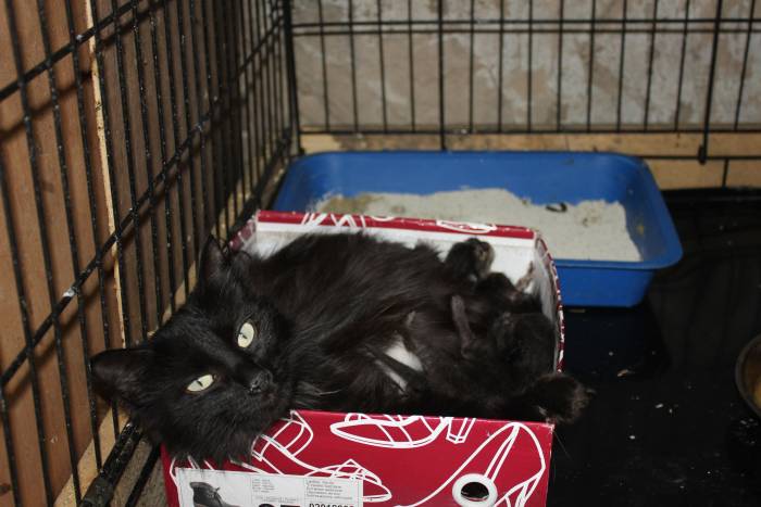 Красавица кошечка в надежные руки!, фотография 3