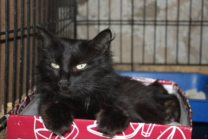 Красавица кошечка в надежные руки!, фотография 4