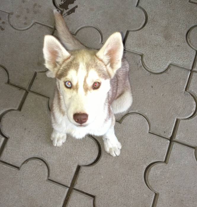 Продам щенков сибирский хаски, фотография 4