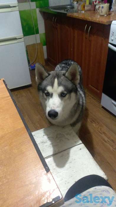 Продам собаку породы хаски, годовалого, фотография 1