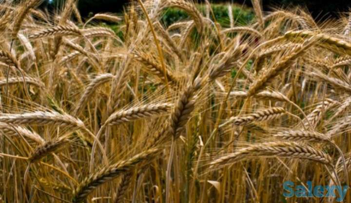 Семена тритикале озимого 