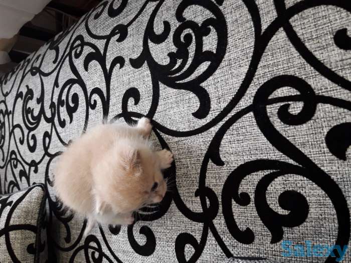 отдам даром котенка, фотография 2