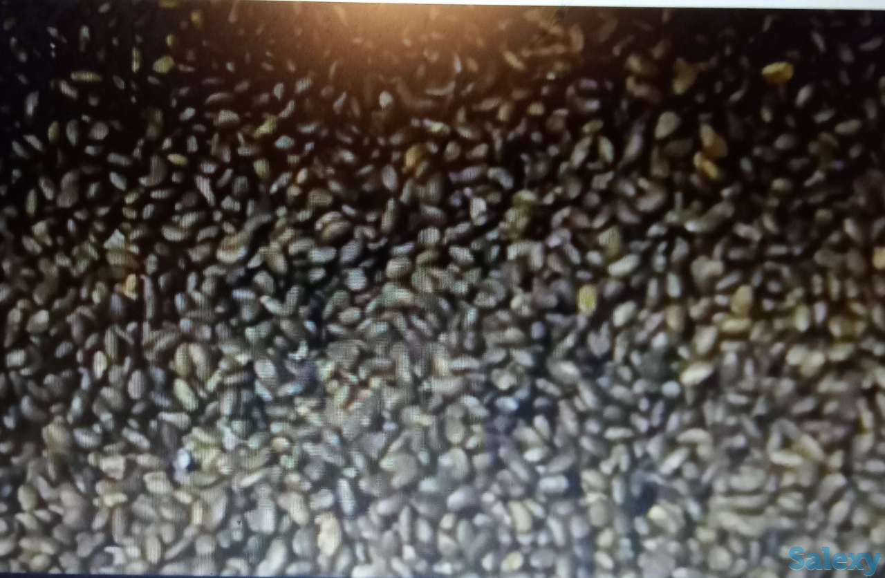 Семена Люцерны 