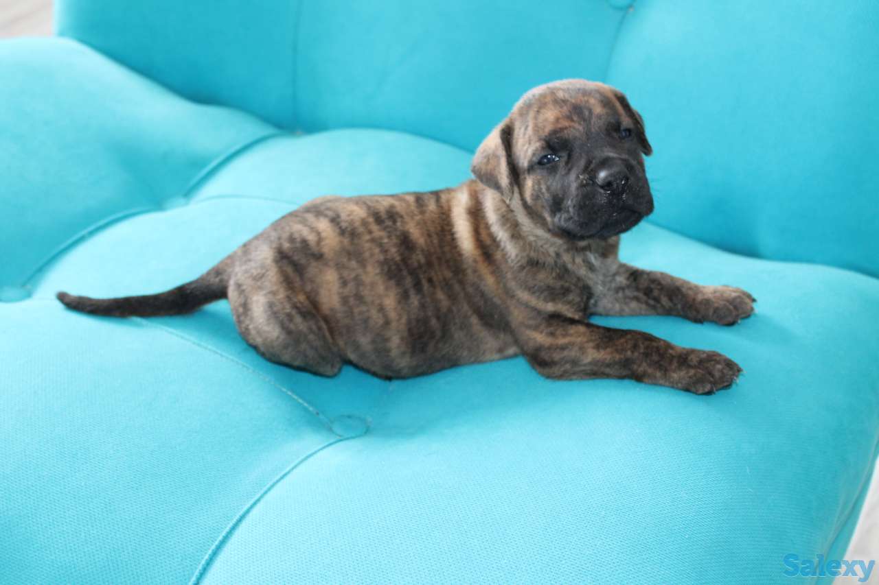 Продам щенков Канарского дога, фотография 7