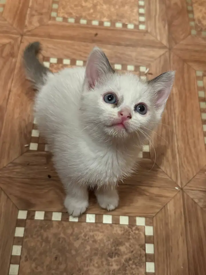 Отдам котят в хорошие руки, фотография 13