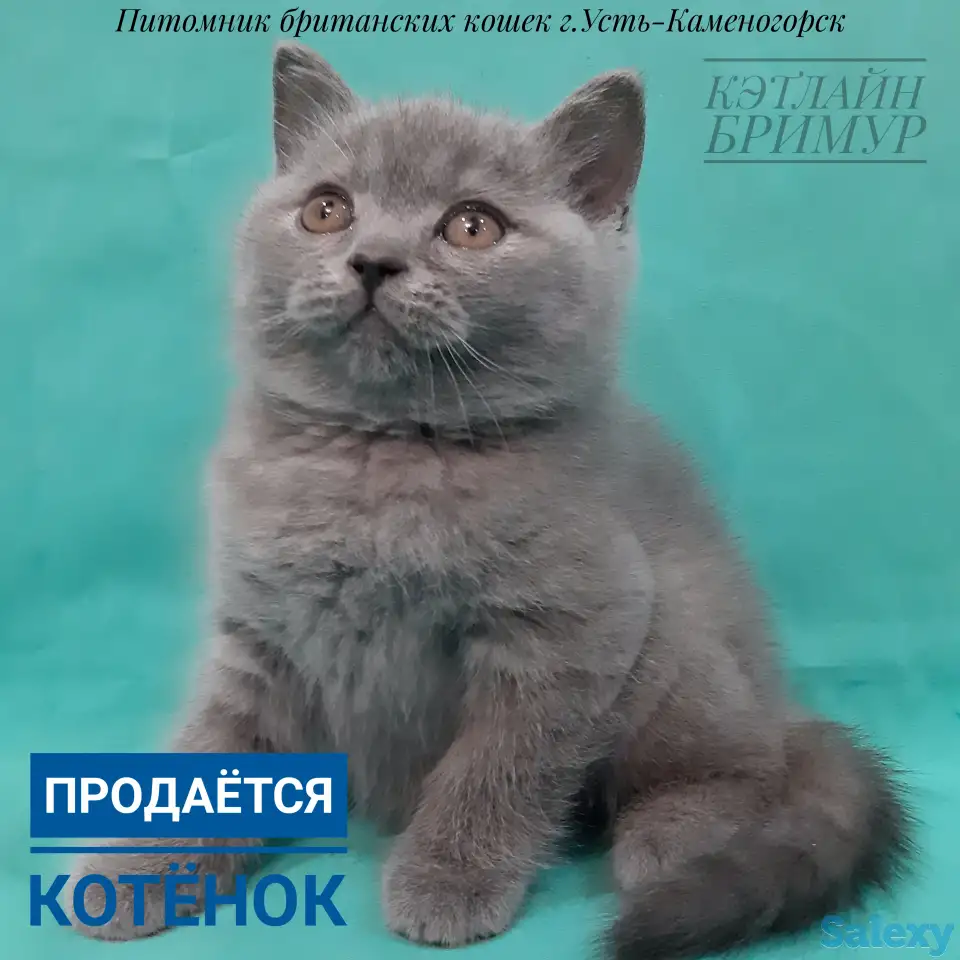Британские котята, фотография 1
