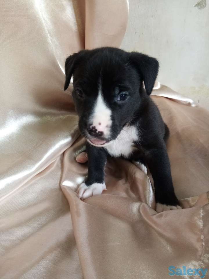 Открыт резерв щенков американского питбуль терьера, фотография 9