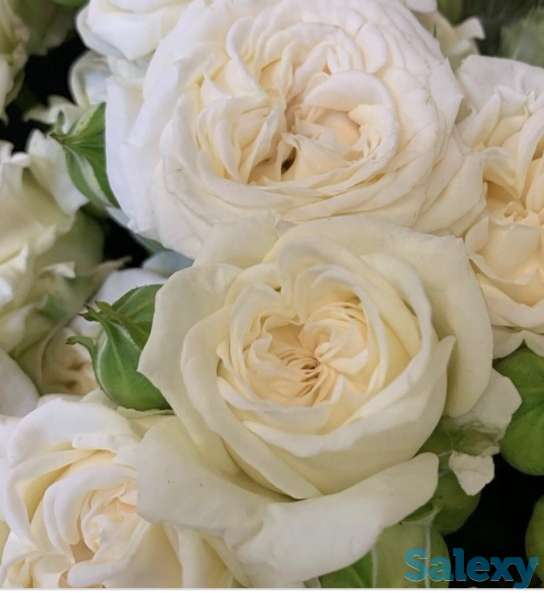 Саженцы роз (чайно - гибридные), среднерослые. Сербия, фотография 1