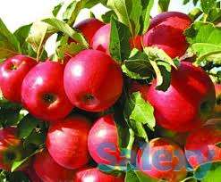 Саженец яблони Айдаред ММ106, фотография 1