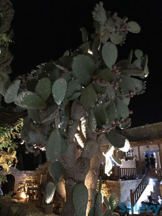 Жильё на Кипре, фотография 4