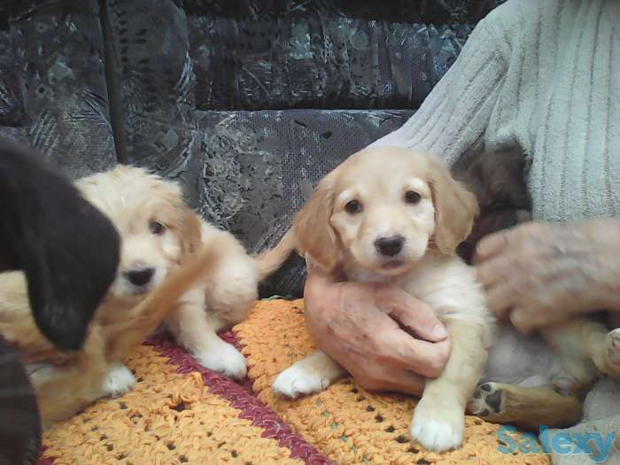 Отдам в добрые  заботливые руки очаровательных щенят которые скрасят Ваше одиночество подарят безграничную любовь предан, фотография 1