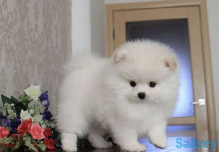 Красивая, пушистая прелесть., фотография 4