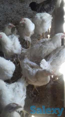 Бролер, фотография 1