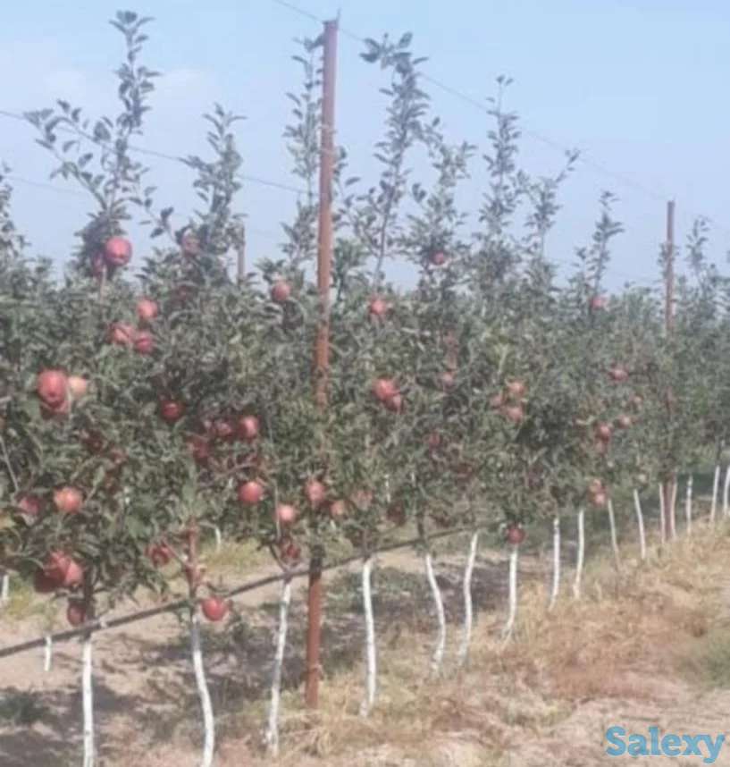 Плодово-ягодный объект (промышленный)., фотография 3