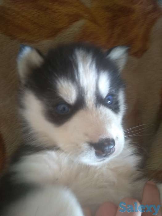 Продаю щенков сибирской хаски, фотография 2