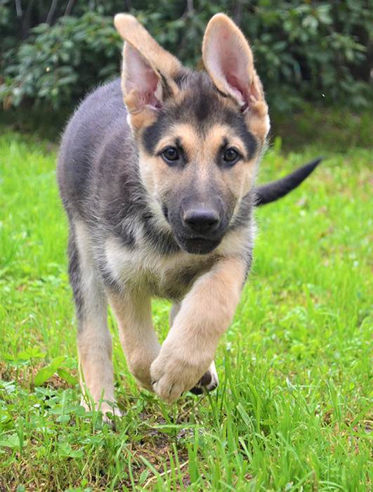 Щенки восточно-европейской овчарки, фотография 1