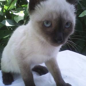 Отдам котят, фотография 1