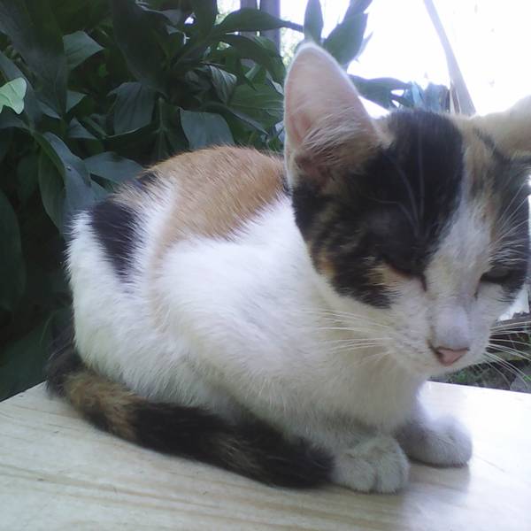 Отдам котят, фотография 2