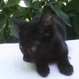 Отдам котят, фотография 3