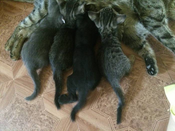 Милые кошки. , фотография 1