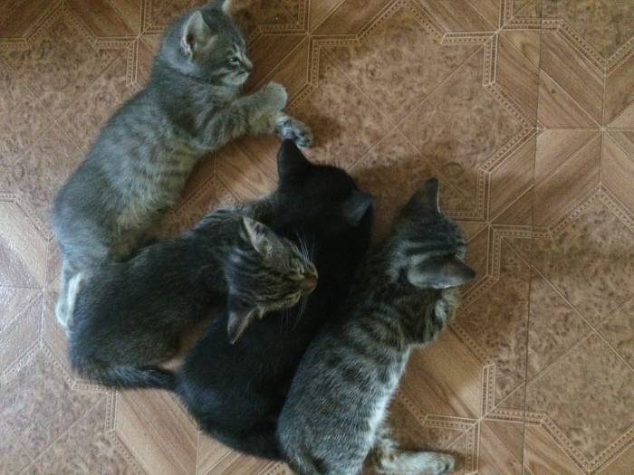 Милые кошки. , фотография 2