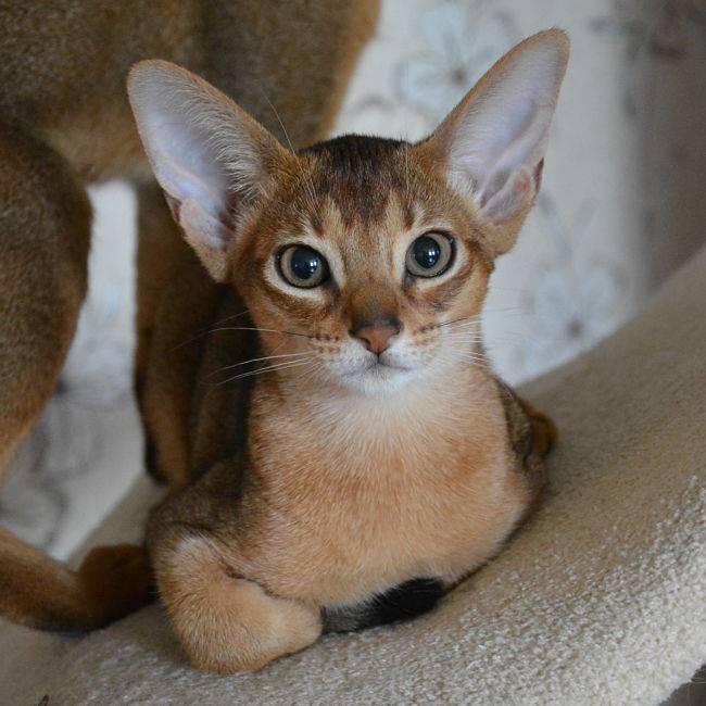 Абиссинские кошки, фотография 1