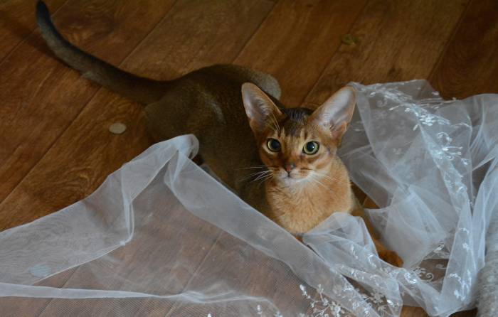 Абиссинские кошки, фотография 2