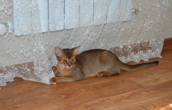 Абиссинские кошки, фотография 3