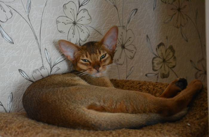 Абиссинские кошки, фотография 4