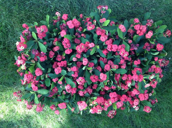 Ландшафтный дизайн. Элитное озеленение. Экзотические, комнатные, садовые растения., фотография 3