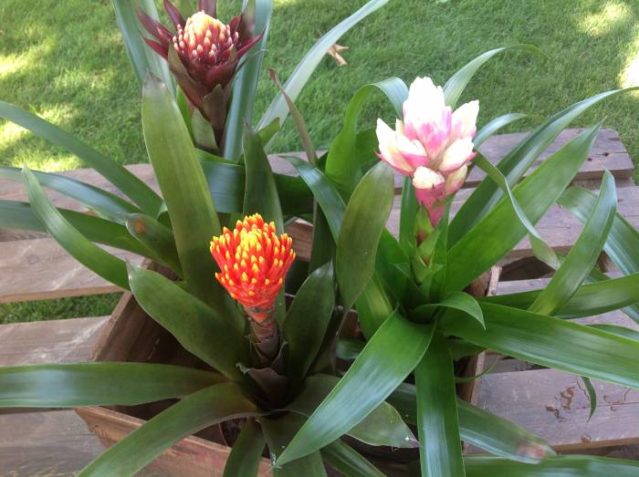 Ландшафтный дизайн. Элитное озеленение. Экзотические, комнатные, садовые растения., фотография 4