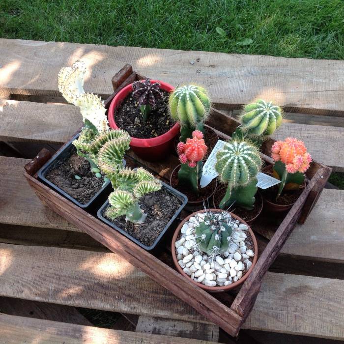 Ландшафтный дизайн. Элитное озеленение. Экзотические, комнатные, садовые растения., фотография 5