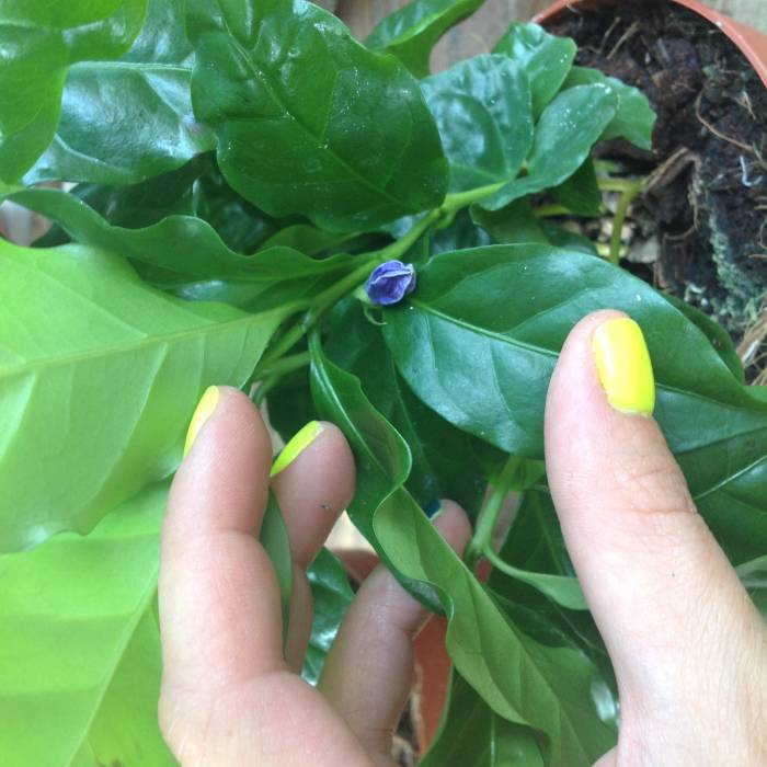 Ландшафтный дизайн. Элитное озеленение. Экзотические, комнатные, садовые растения., фотография 7